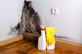 Best Attic Mold Removal  in Dunean, SC